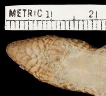 Media type: image;   Herpetology R-47067 Aspect: head ventral